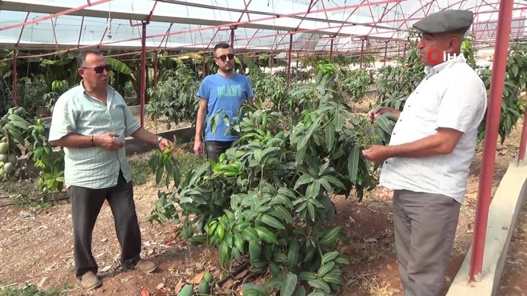 Domatesleri söküp tüm serasına bu meyveden ekti: Şimdi kazandığı parayı hesaplayamıyor! Kilosu 200 TL 3